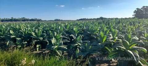 Nación firmó resolución autorizando el desembolso de 500 millones para tabacaleros