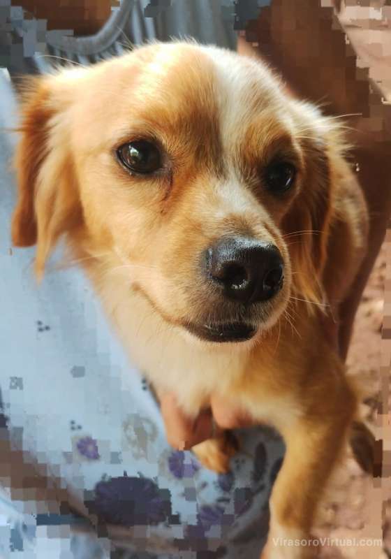 Estan buscando a su familia