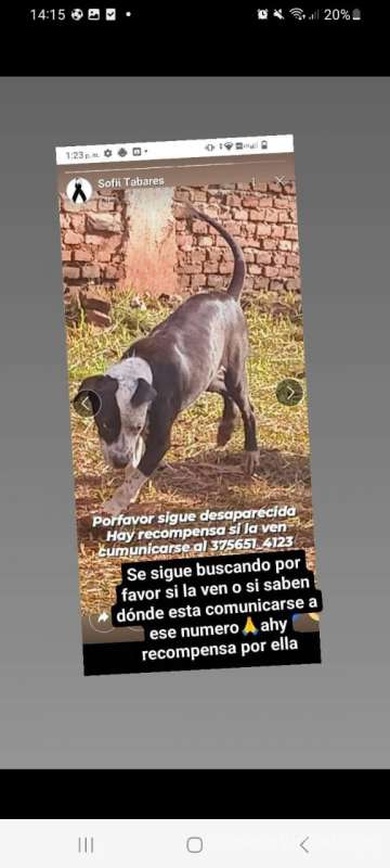 Se perdió perrito