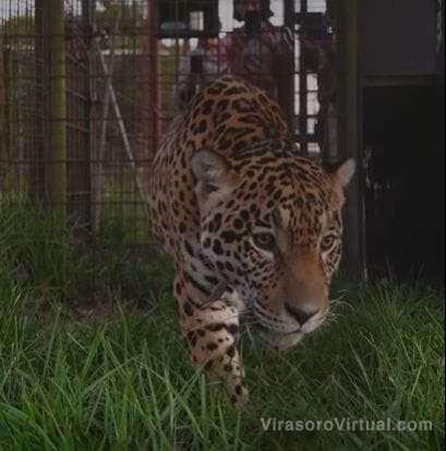 La Fundación Rewilding Argentina informó este lunes que se sumó un yaguareté macho