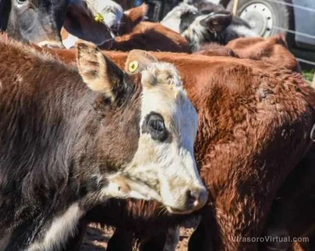 Santo Tomé: un remate ganadero de pequeños productores se realizó en la Sociedad Rural