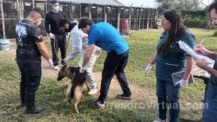 Ante los casos en los canes de la Policía de Corrientes,