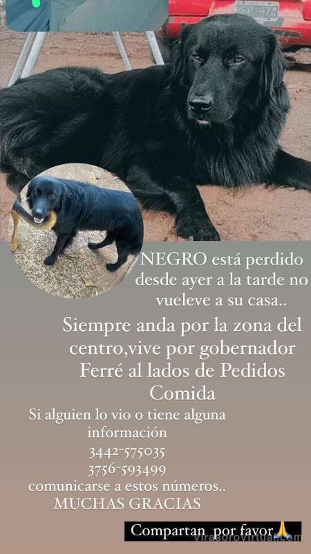 Se perdió Negro
