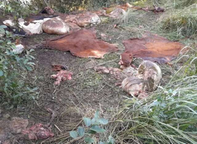 Ituzaingó: fuerte presencia policial para terminar con el abigeato en isla Apipé