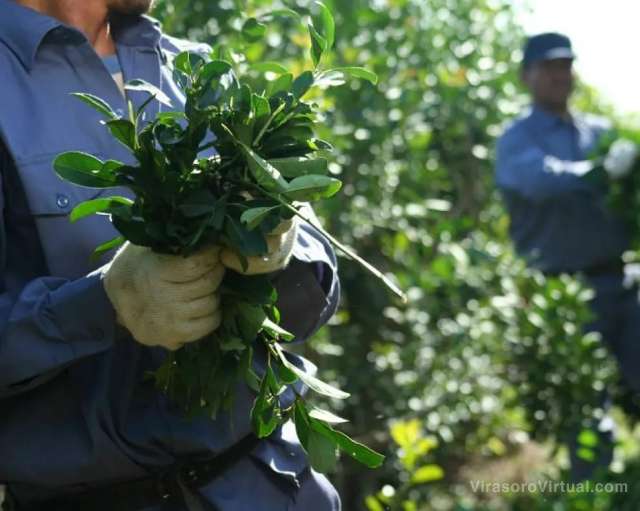 Los productores yerbateros de Misiones reiteraron la necesidad de restablecer el Inym