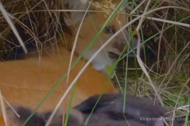 En los Esteros del Iberá, nacieron cinco cachorros de aguará guazú,