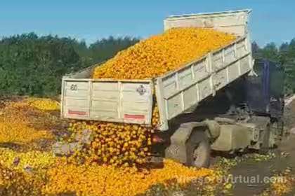 En Villa del Rosario, Entre Ríos, se tiraron 8000 kilos de mandarinas