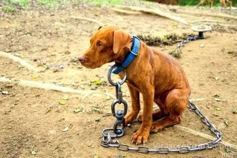 La Ley Conan se tratará en Diputados: qué cambios plantea sobre el maltrato animal