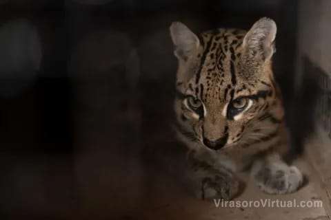 Nuevas habitantes en el Iberá: desde Brasil llegan tres ocelotes a Corrientes