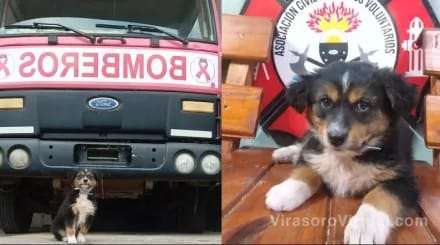 Fue adoptado por familiares de Loan y ahora será adiestrado como "perro de búsqueda"