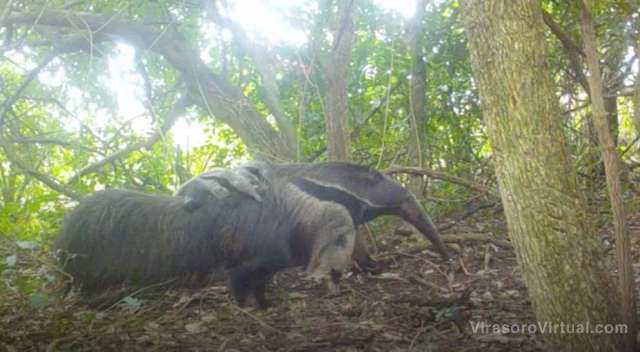 En el Parque Iberá, se registró por 1ra vez el nacimiento de osos hormigueros gigantes mellizos