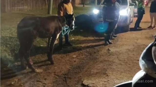 La Policía de Ctes informó este sábado que encontraron un caballo con heridas que fue abandonado