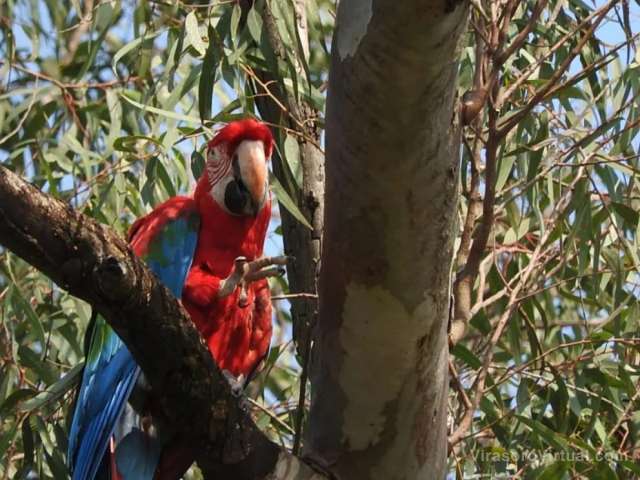 Trabajan para resguardar a un guacamayo rojo que apareció en Posadas