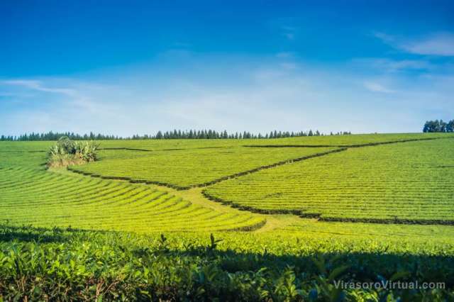 Las exportaciones de yerba mate en Argentina aumentaron un 9,6% en el primer semestre de 2024,