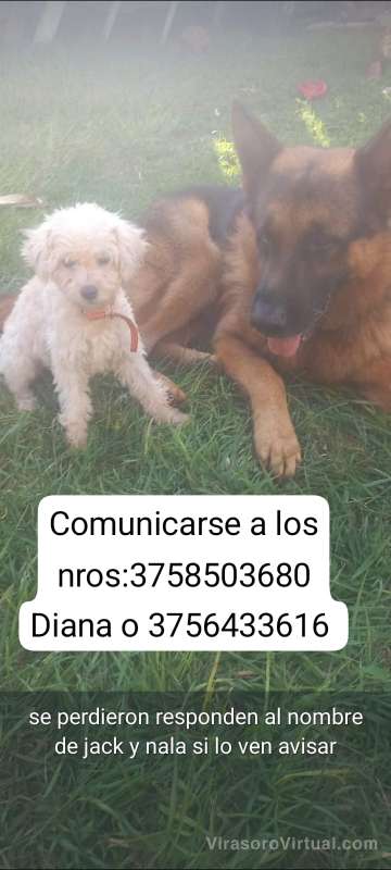 Perritos perdidos