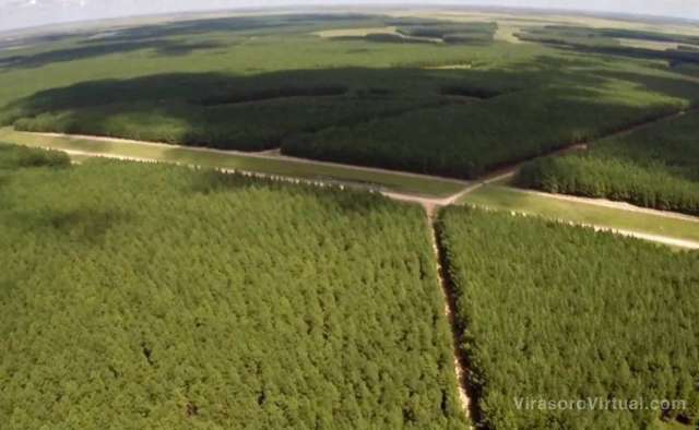 La Asociación Forestal Argentina destaca el potencial del país para liderar en exportaciones sostenibles
