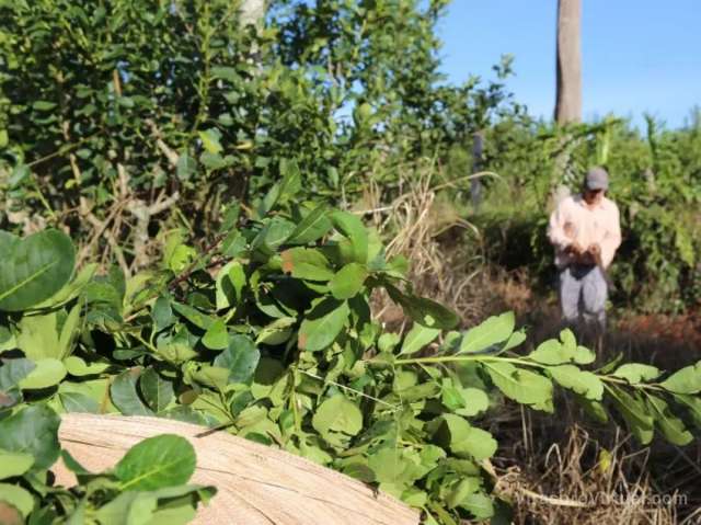La justicia Federal rechazó la medida cautelar interpuesta por un grupo de productores de yerba mate
