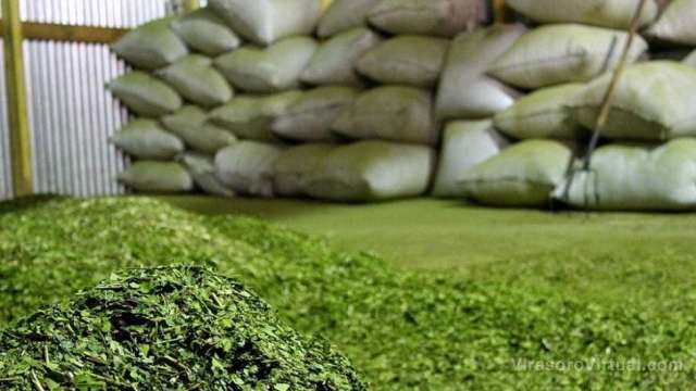 Economías Regionales de Coninagro muestra que la yerba mate y la producción forestal continúan en rojo,