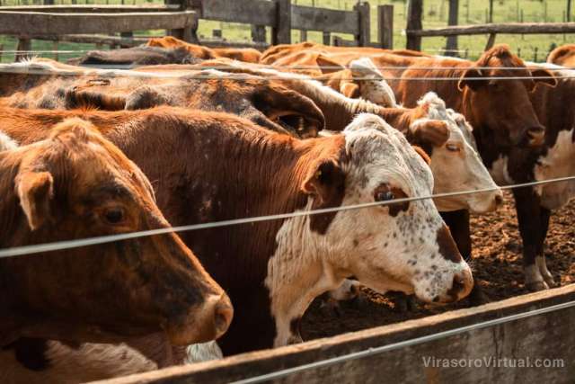 Curso de Inseminación artificial