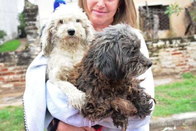 Rescate Animal