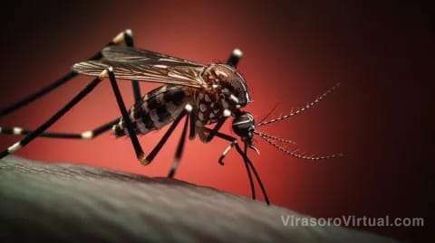 En la temporada epidemiológica 2023/2024, Argentina registró 885 casos de fiebre chikungunya,