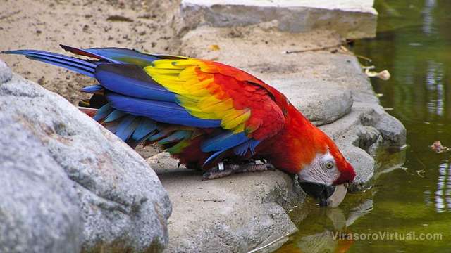 La guacamaya roja es una especie de ave que se encuentra en peligro de extinción