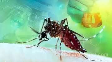 Dengue : Científicos argentinos descubrieron que los mosquitos han desarrollado una resistencia a los insecticidas