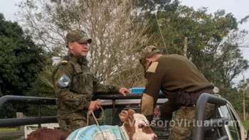 La policía de Ctes recuperó terneros robados en una finca de Santo Tomé