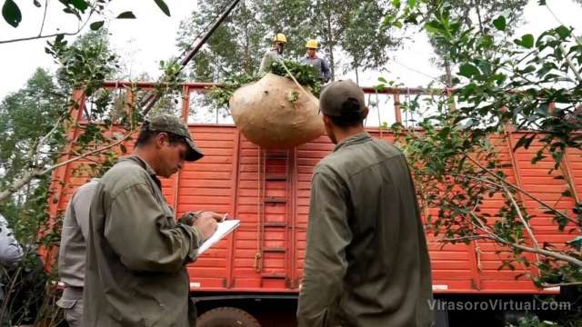 La AFIP eliminó los controles contra la informalidad en la comercialización de yerba mate