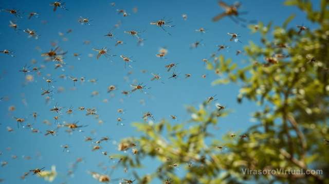 Propiedades repelentes contra mosquitos