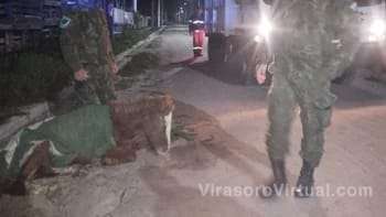 La policía de Corrientes rescató a un potrillo que agonizaba en plena calle