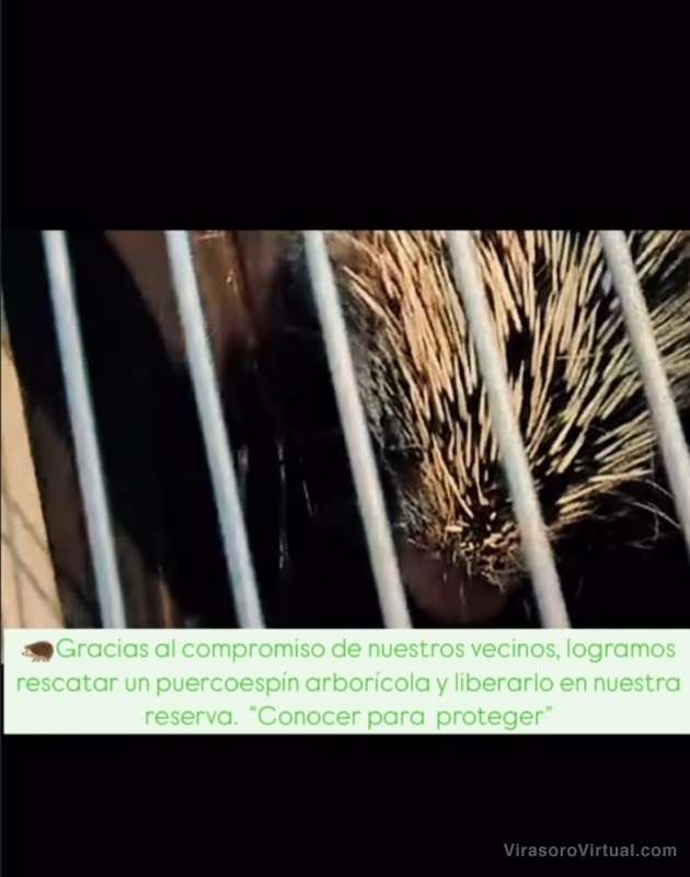 Rescataron un puercoespin