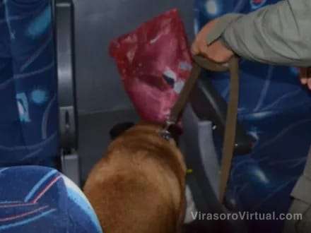 Virasoro: Un perro de la Gendarmería Nacional detectó marihuana en un ómnibus