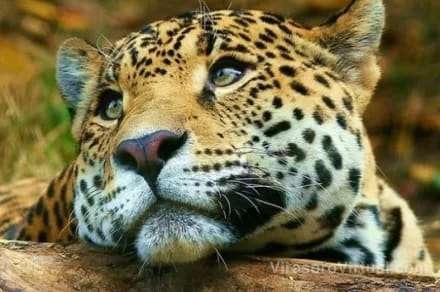 Tania, una yaguareté que formó parte de proyectos de reintroducción en Iberá y El Impenetrable, dejará Ctes