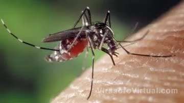 Un estudio científico descubrió que los mosquitos ahora son resistentes al repelente más poderoso, el DEET