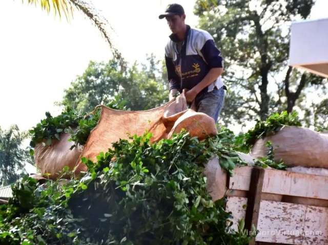 La cosecha de yerba mate en Argentina y Paraguay está llegando a su fin,