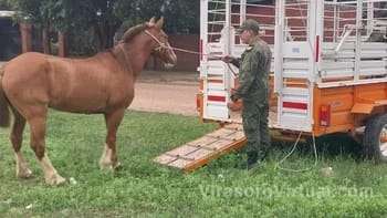 Un joven fue detenido en Corrientes por ofrecer a la venta un caballo