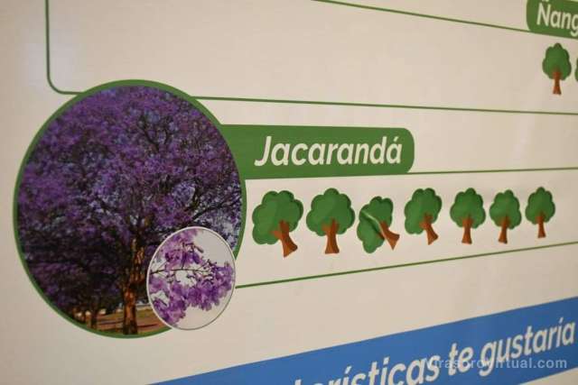 Planten más Árboles