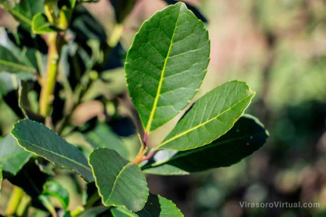 A partir del 1/10 entrará en vigencia la ordenanza que suspende la cosecha y secado de yerba mate