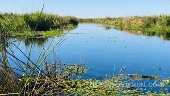 Un estudio del Conicet-Unne analizó la diversidad de especies