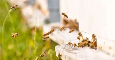 El municipio de Santo Tomé, ha emitido un alerta debido a la presencia de abejas