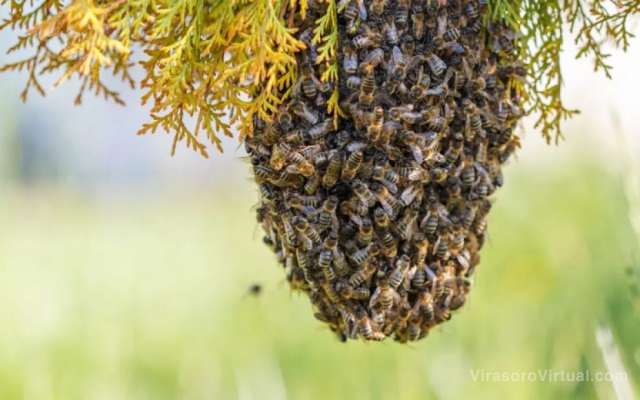 Se ha registrado una proliferación de enjambres de abejas en espacios públicos,