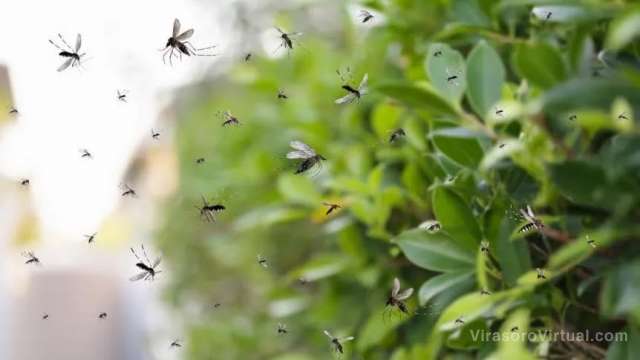 Las plantas que pueden atraer mosquitos a tu jardín,