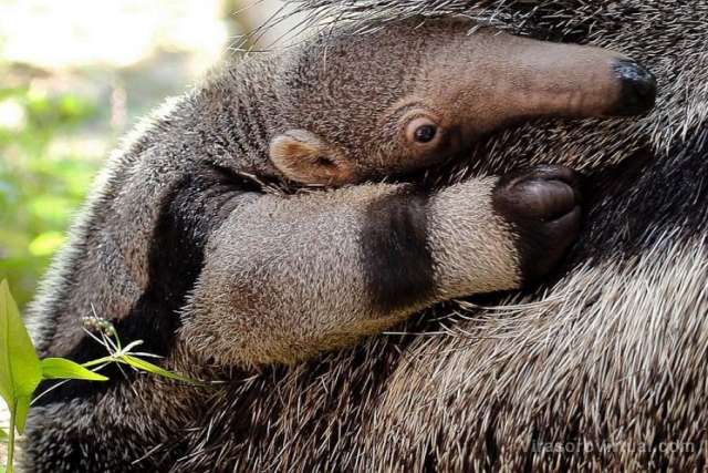 Un oso hormiguero fue visto en las calles de Monte Caseros, Corrientes