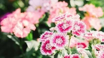 El clavel chino es una planta que  repele los  mosquitos de manera natural