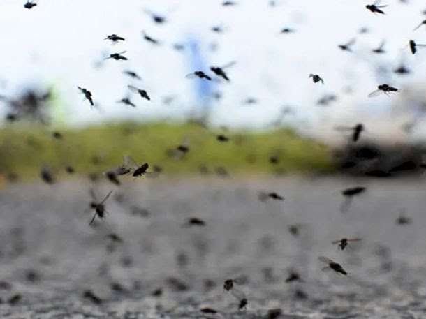 Un truco casero se ha vuelto viral en redes sociales para repeler mosquitos,
