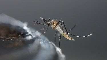 "Dengue: 10 trucos para ahuyentar los mosquitos y evitar picaduras",