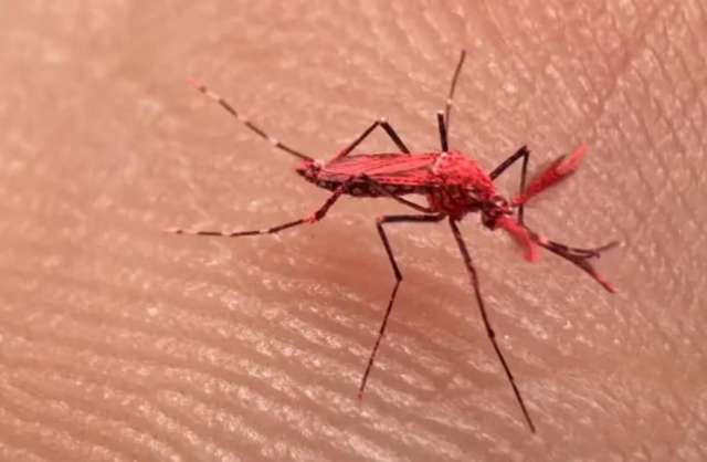 En Mendoza, se está llevando a cabo un ensayo innovador para combatir el dengue
