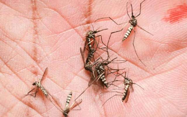 Los mosquitos Aedes aegypti, que transmite el dengue, no eligen adecuadamente dónde depositar sus huevos,
