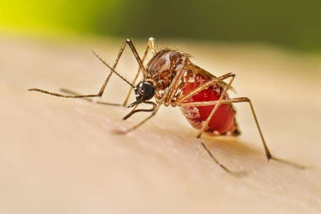 Más Acciones, Menos Dengue